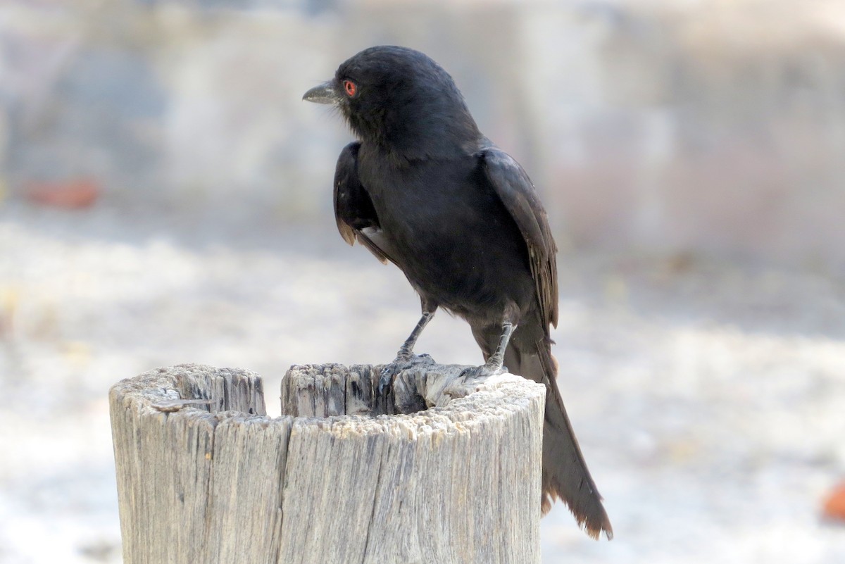 Fork-tailed Drongo - ML612427416