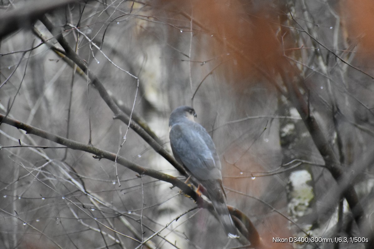 Sharp-shinned Hawk - ML612427473