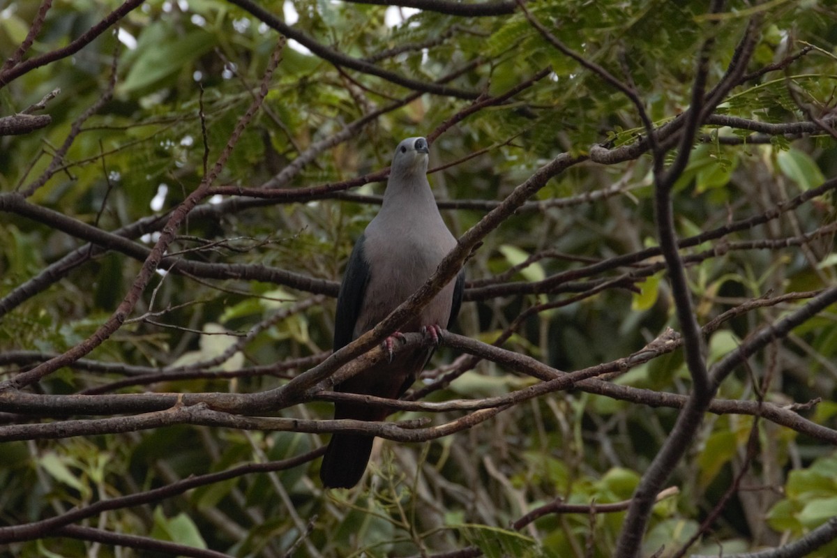 Pacific Imperial-Pigeon - ML612427557