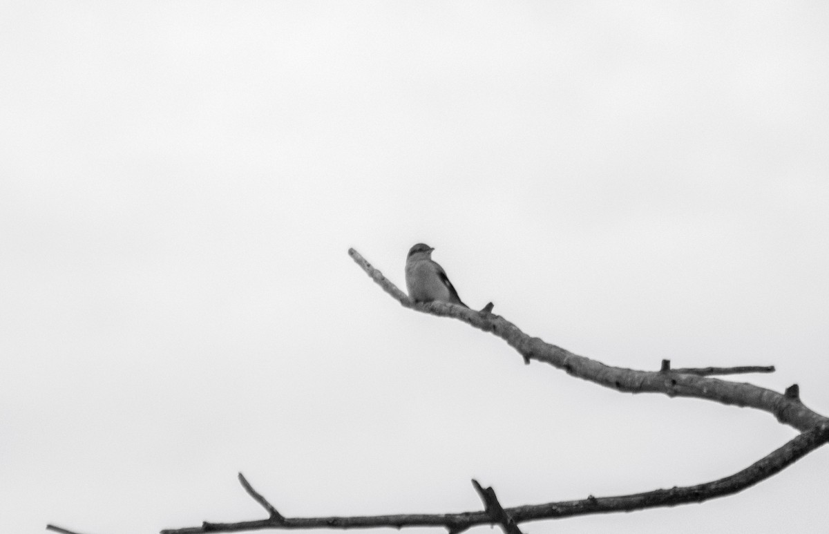 Northern Shrike - ML612427563