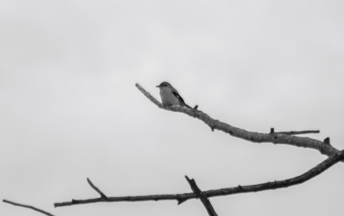 Northern Shrike - ML612427564