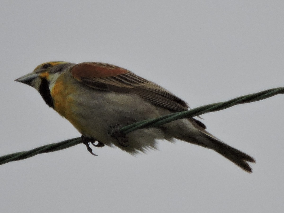 Dickcissel d'Amérique - ML61242761