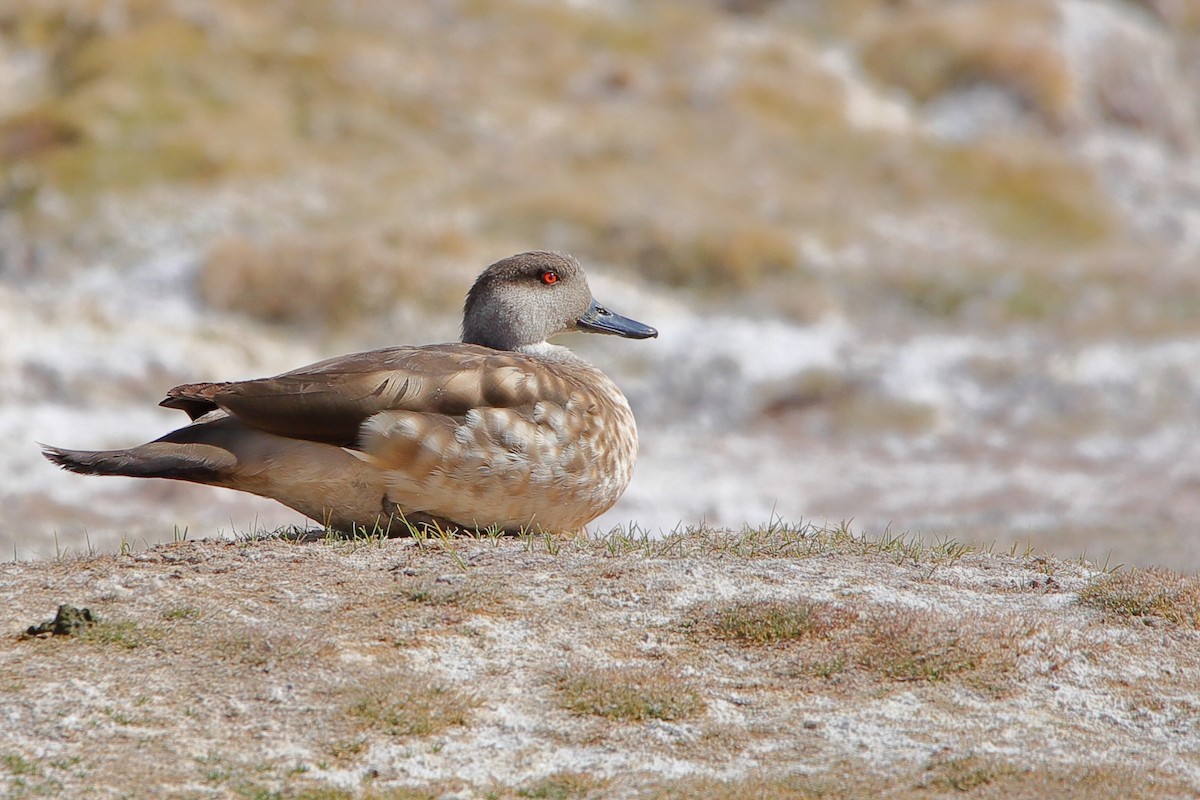 Crested Duck - ML612427614