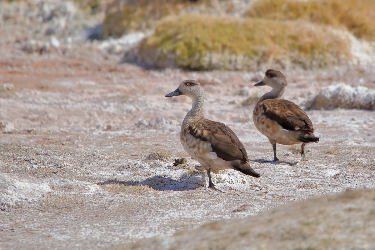 Crested Duck - ML612427615