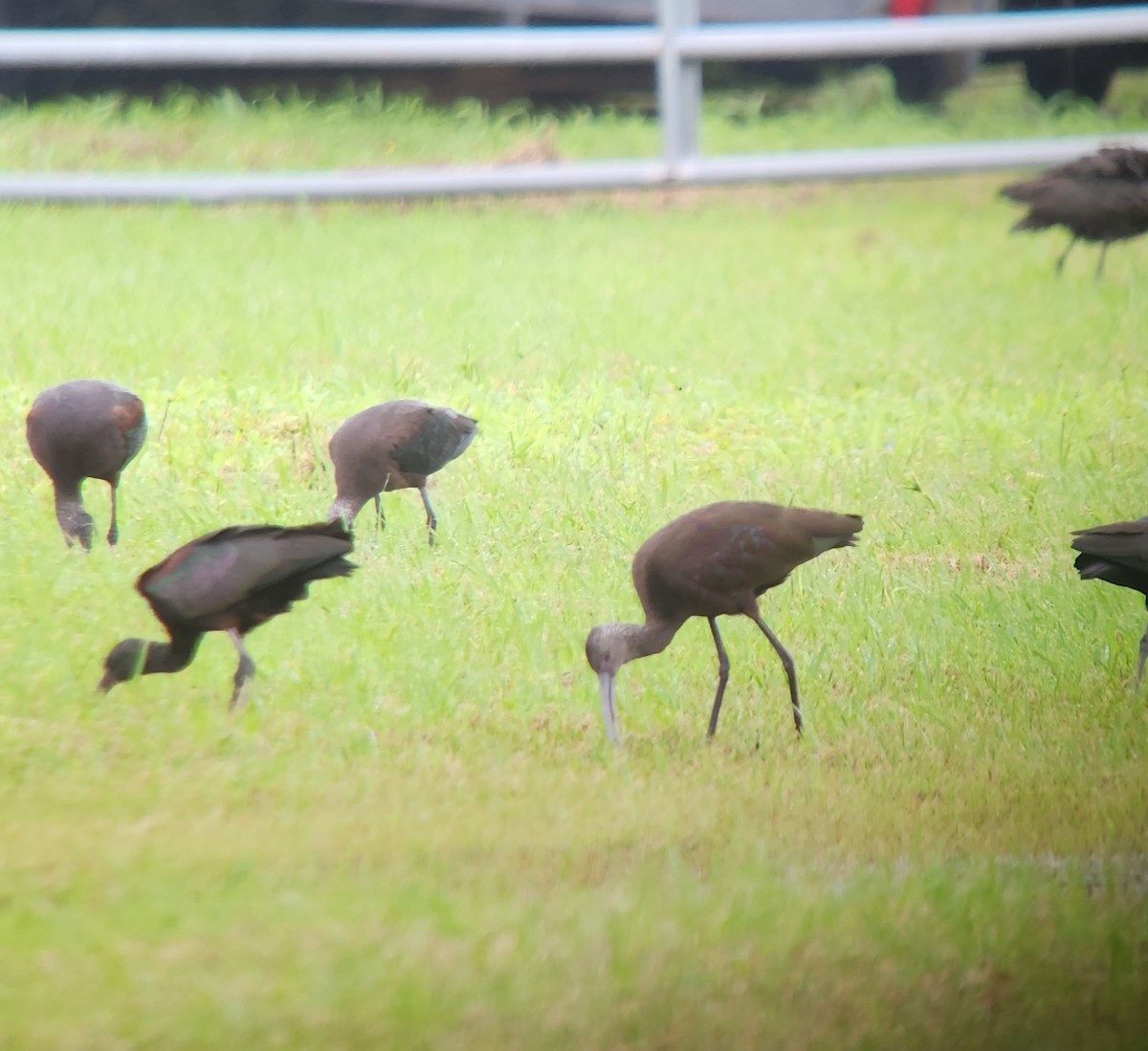 White-faced Ibis - ML612427626