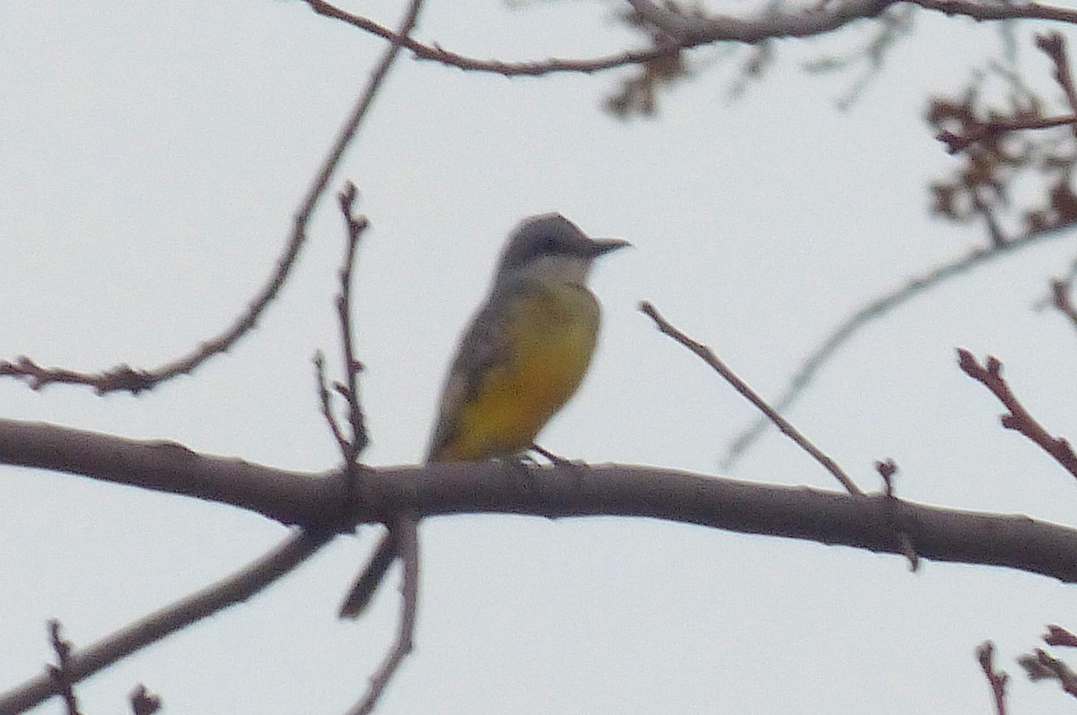 Tropical Kingbird - Larry Parmeter