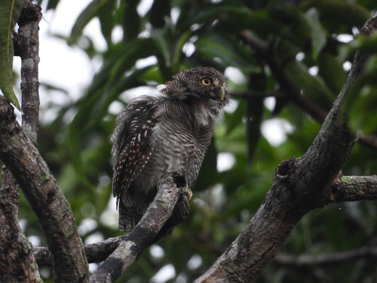 Jungle Owlet - ML612427750