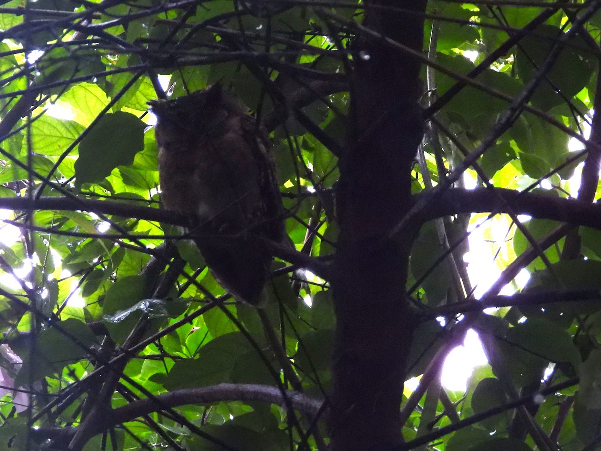 Indian Scops-Owl - ML612427773