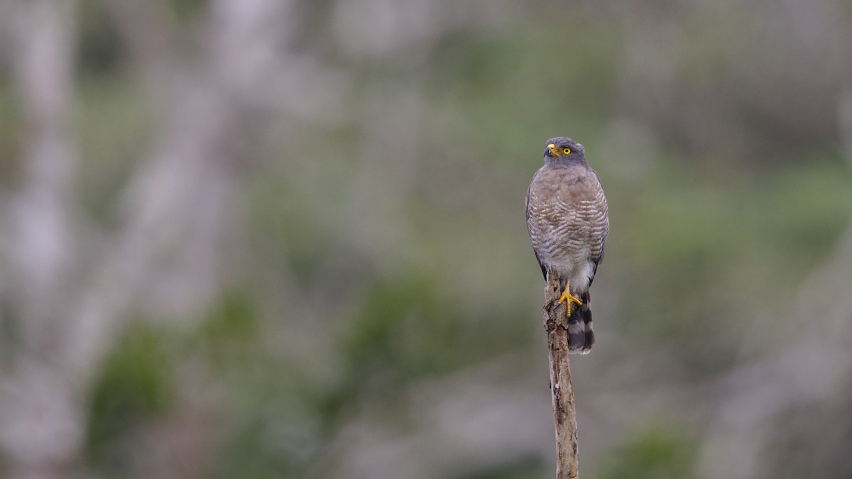 Roadside Hawk - ML612427798