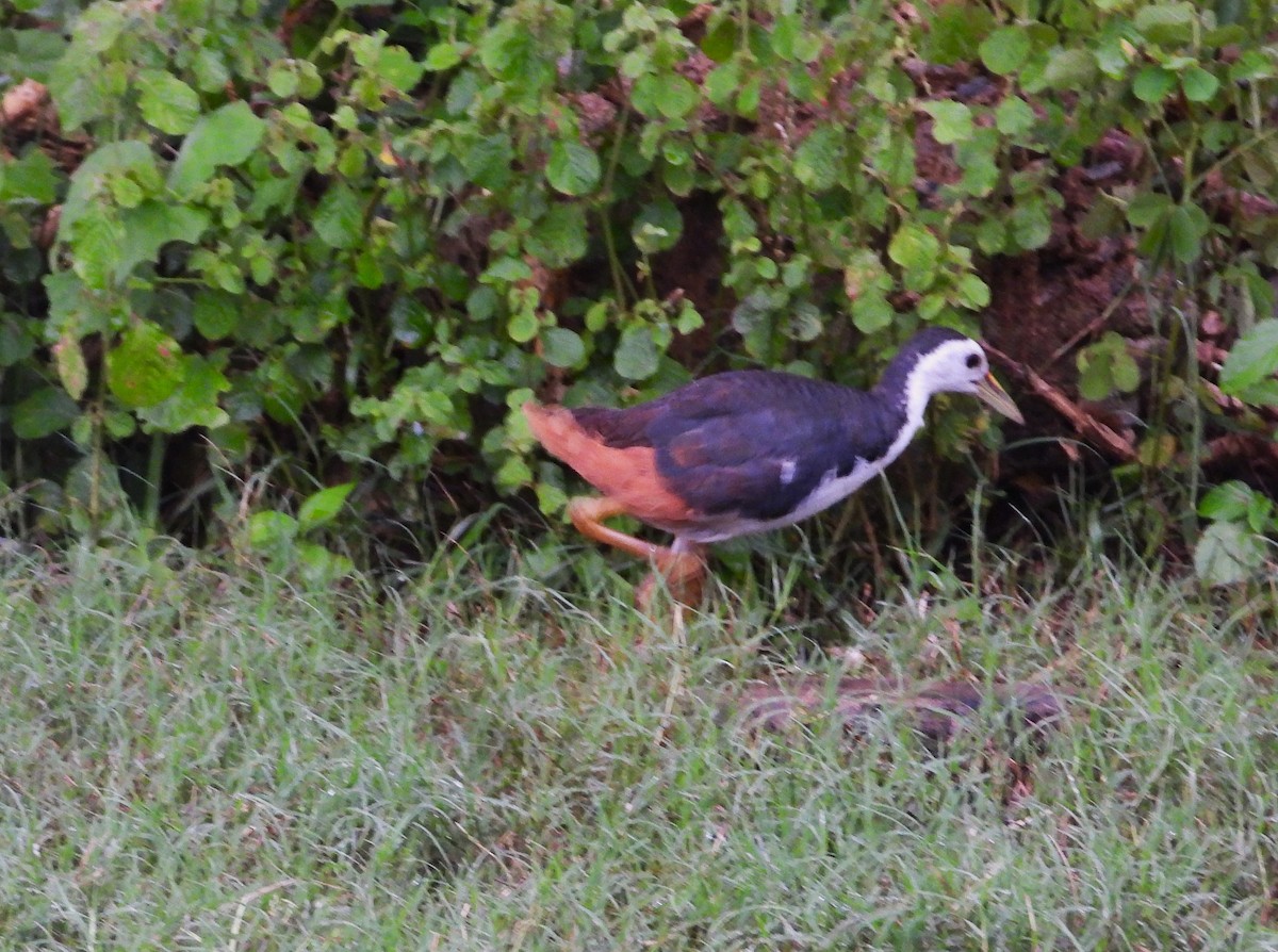 White-breasted Waterhen - ML612427799