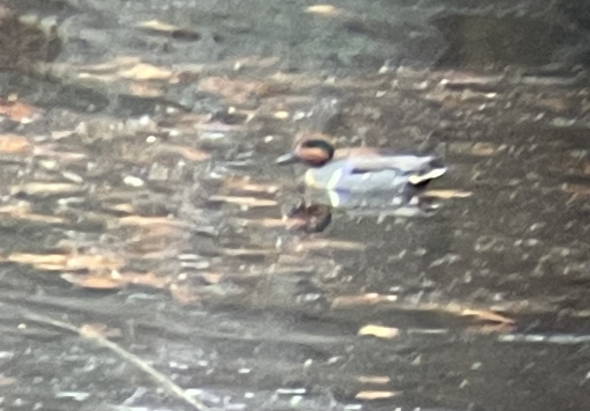 Green-winged Teal - ML612427868