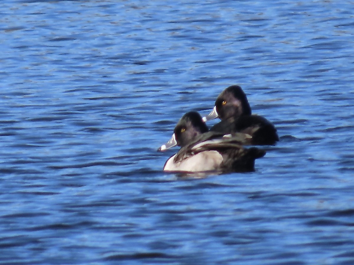 Ring-necked Duck - Marjorie Watson