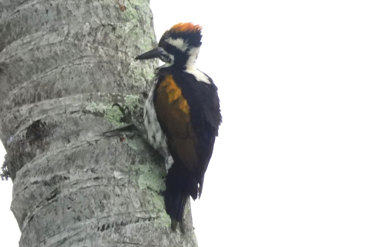 White-naped Woodpecker - ML612427954