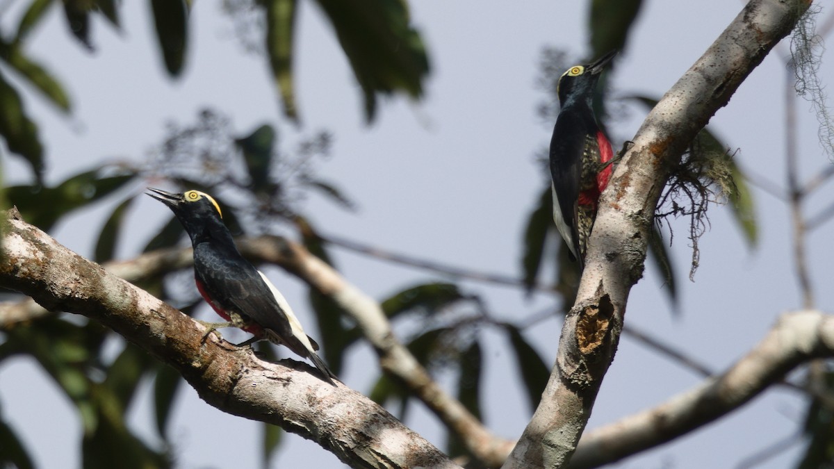 Yellow-tufted Woodpecker - ML612427958