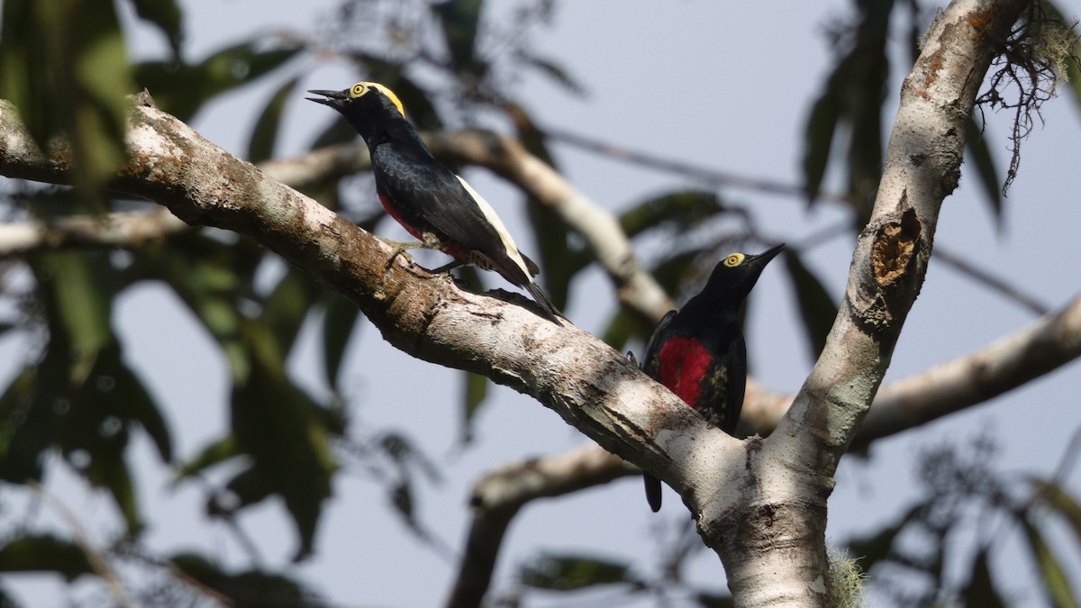 Yellow-tufted Woodpecker - ML612427959