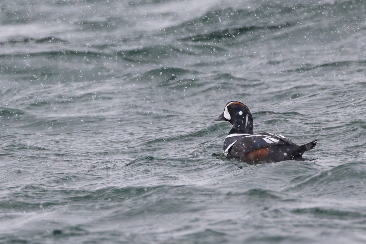 Harlequin Duck - Doris Gertler