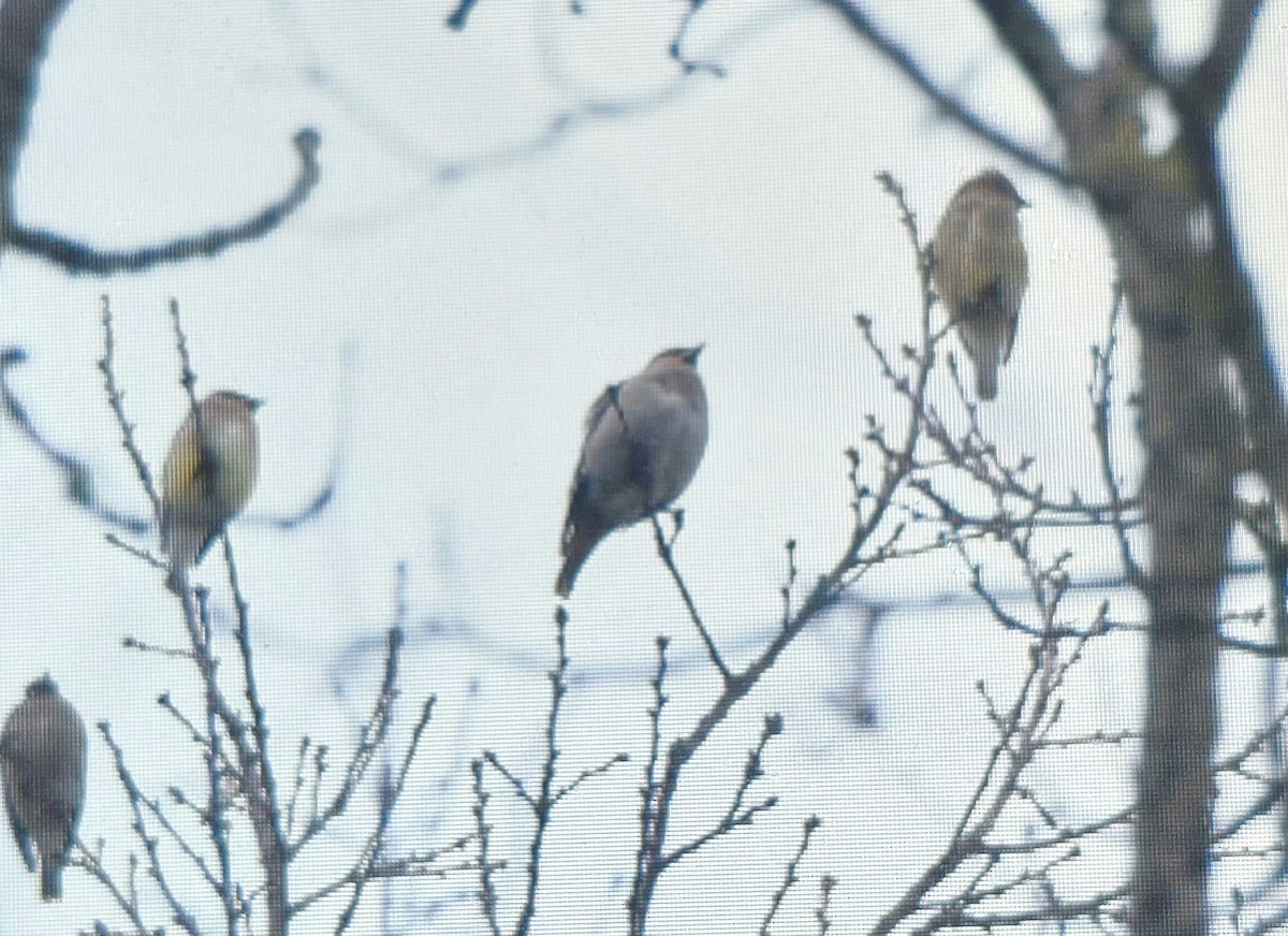 Bohemian Waxwing - ML612428034