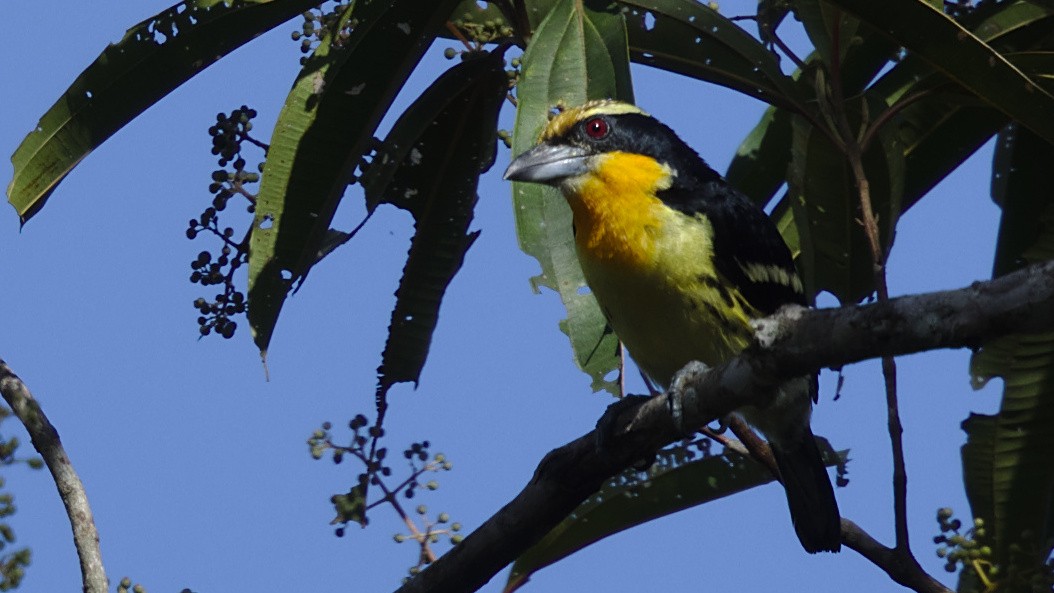Gilded Barbet - ML612428039