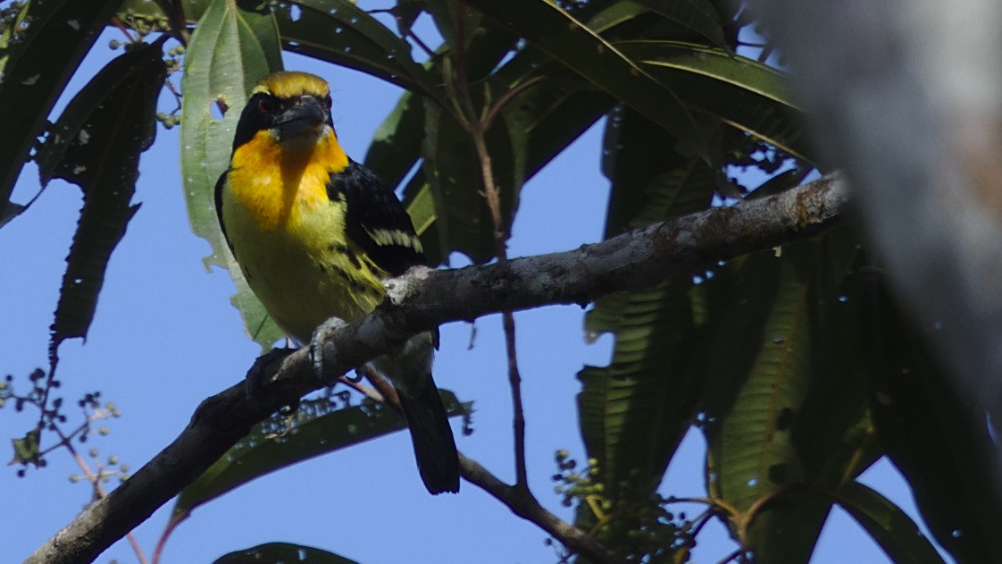 Gilded Barbet - ML612428041