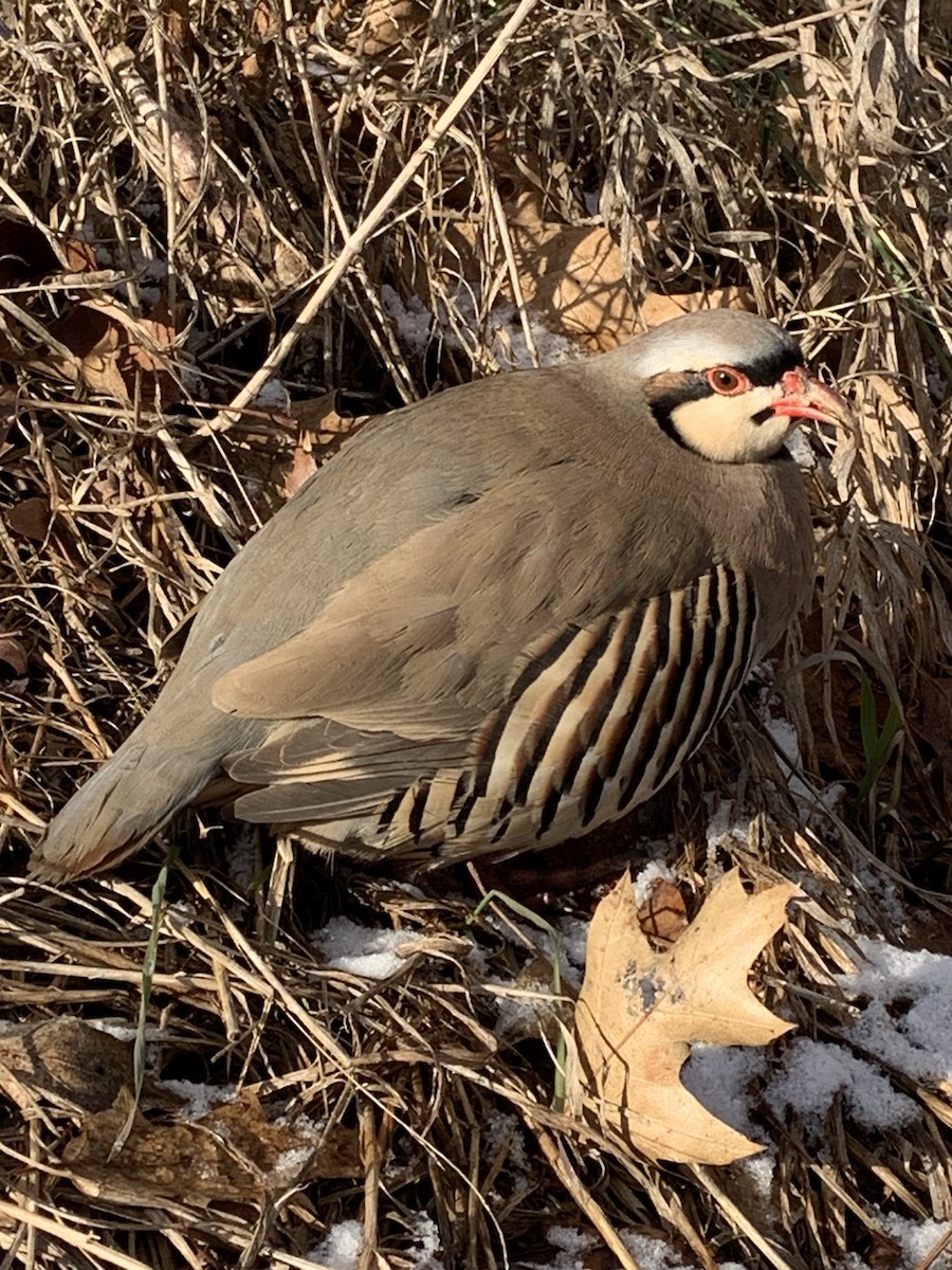 Chukar - ML612428049