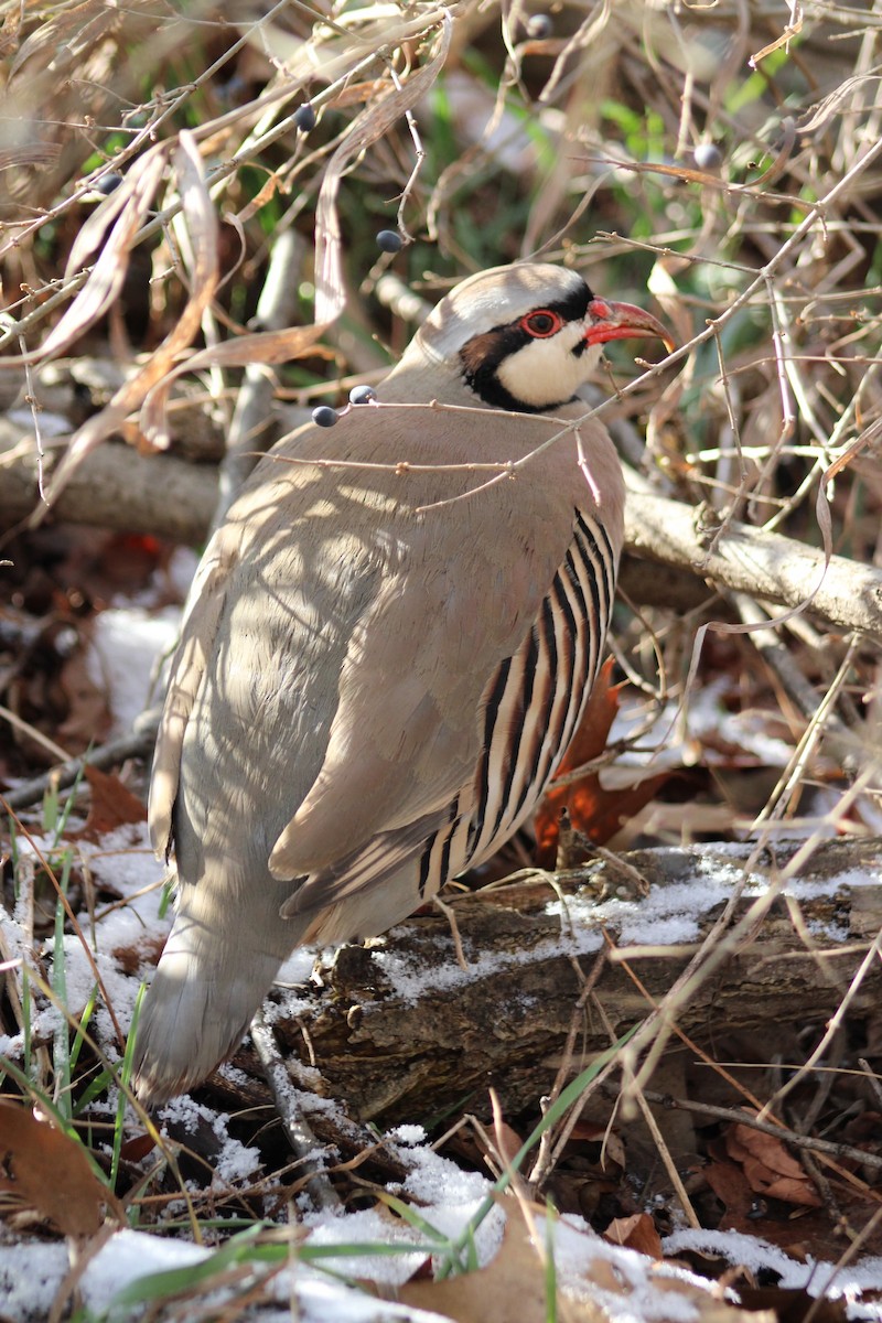 Chukar - ML612428050