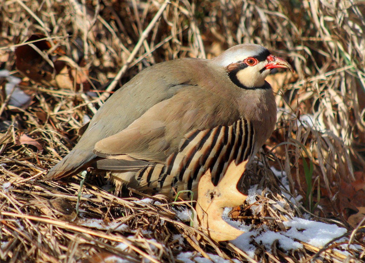 Chukar - ML612428051