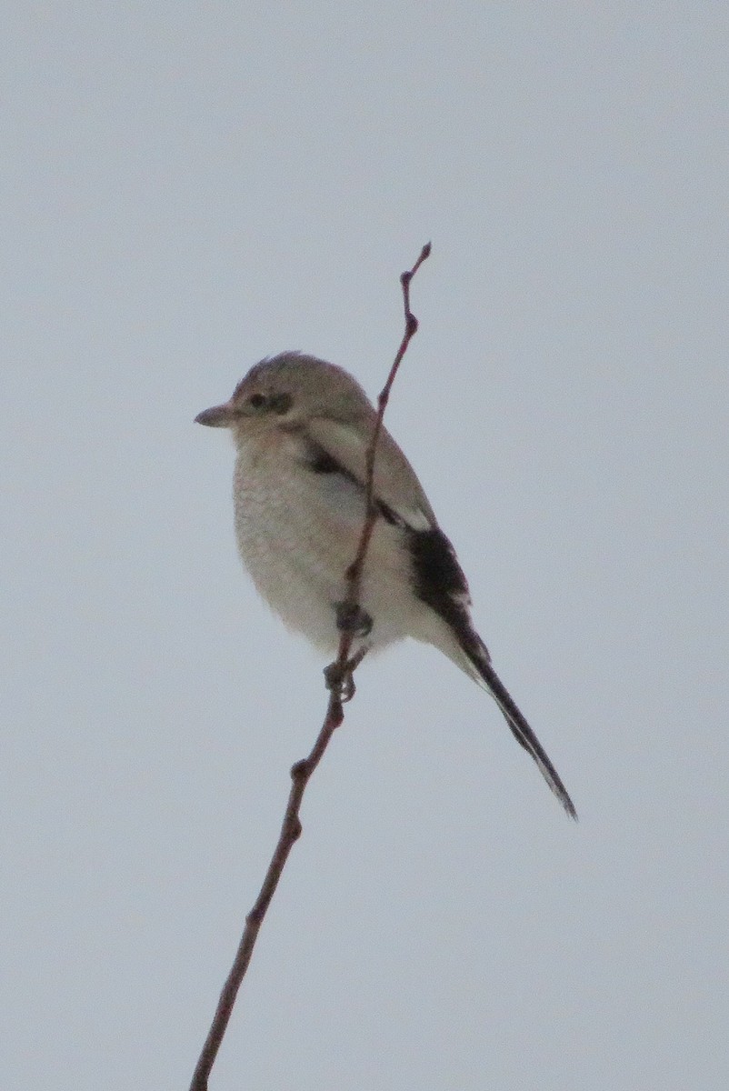 Northern Shrike - ML612428065