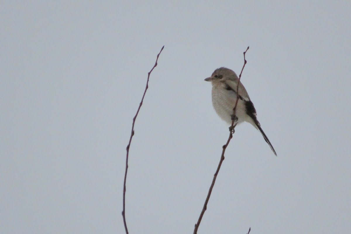 Northern Shrike - Robert (Bob) Richards