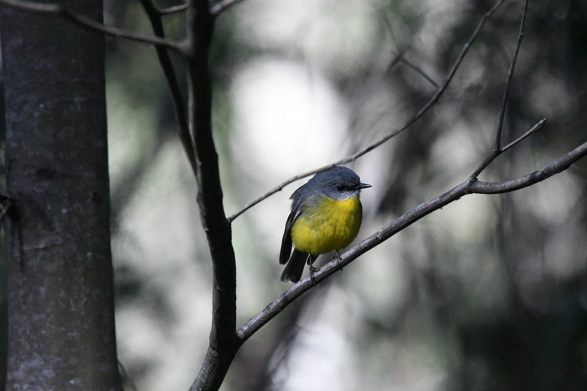 Eastern Yellow Robin - Eryn Woernley