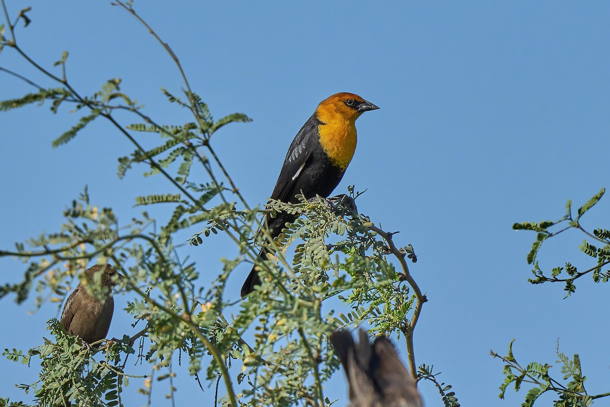 Yellow-headed Blackbird - ML612428220