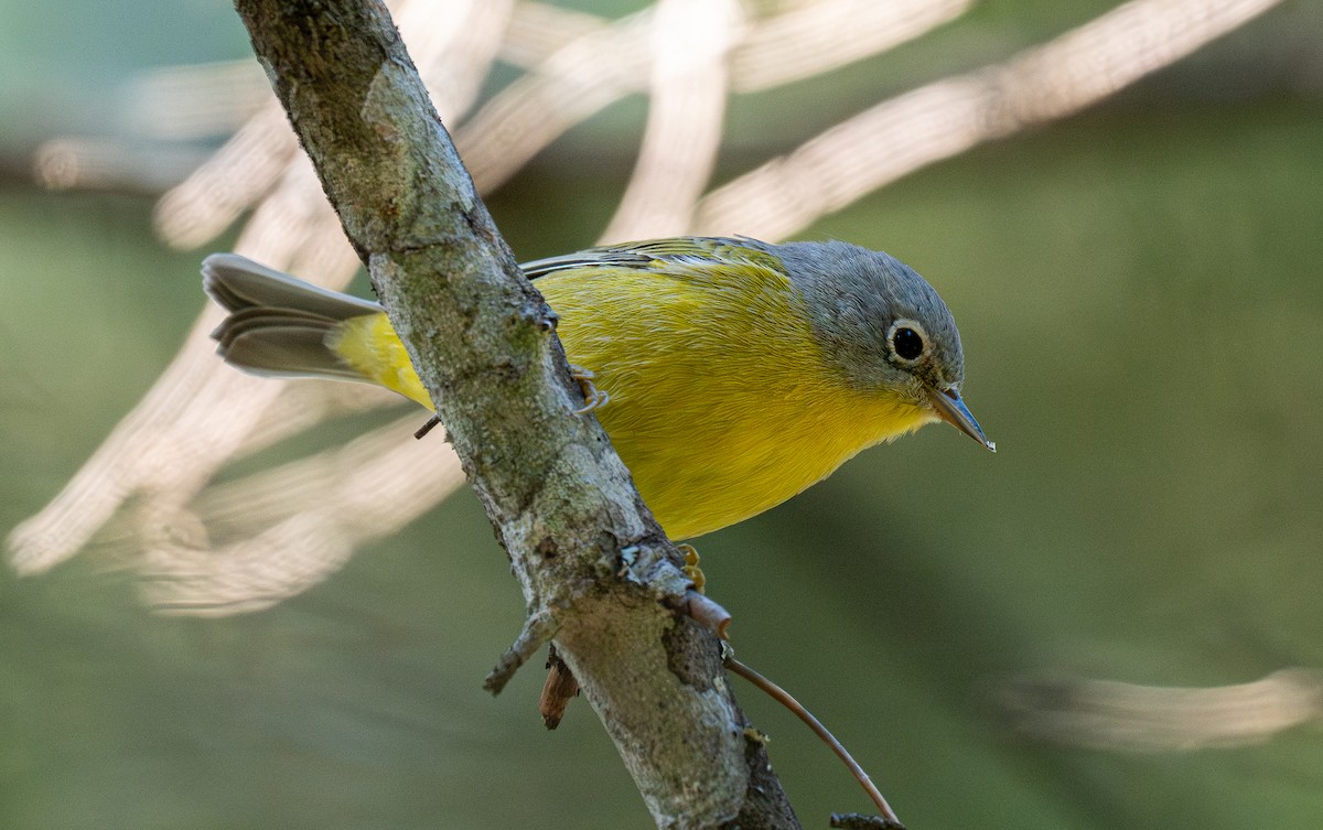 Nashville Warbler - ML612428306