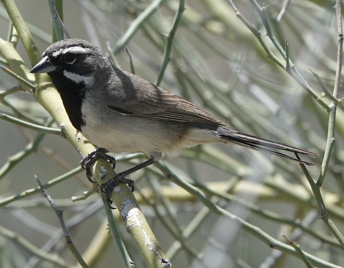 Black-throated Sparrow - ML612428498