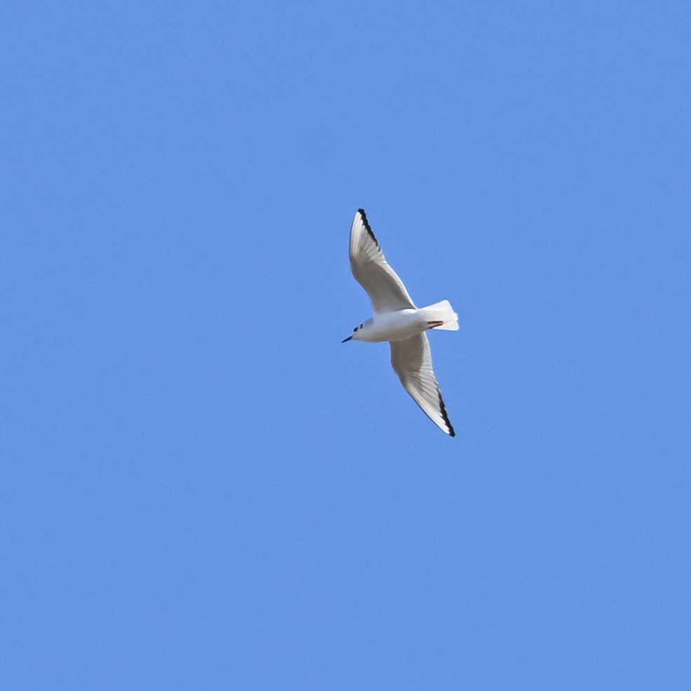 Bonaparte's Gull - Gretchen Dunham