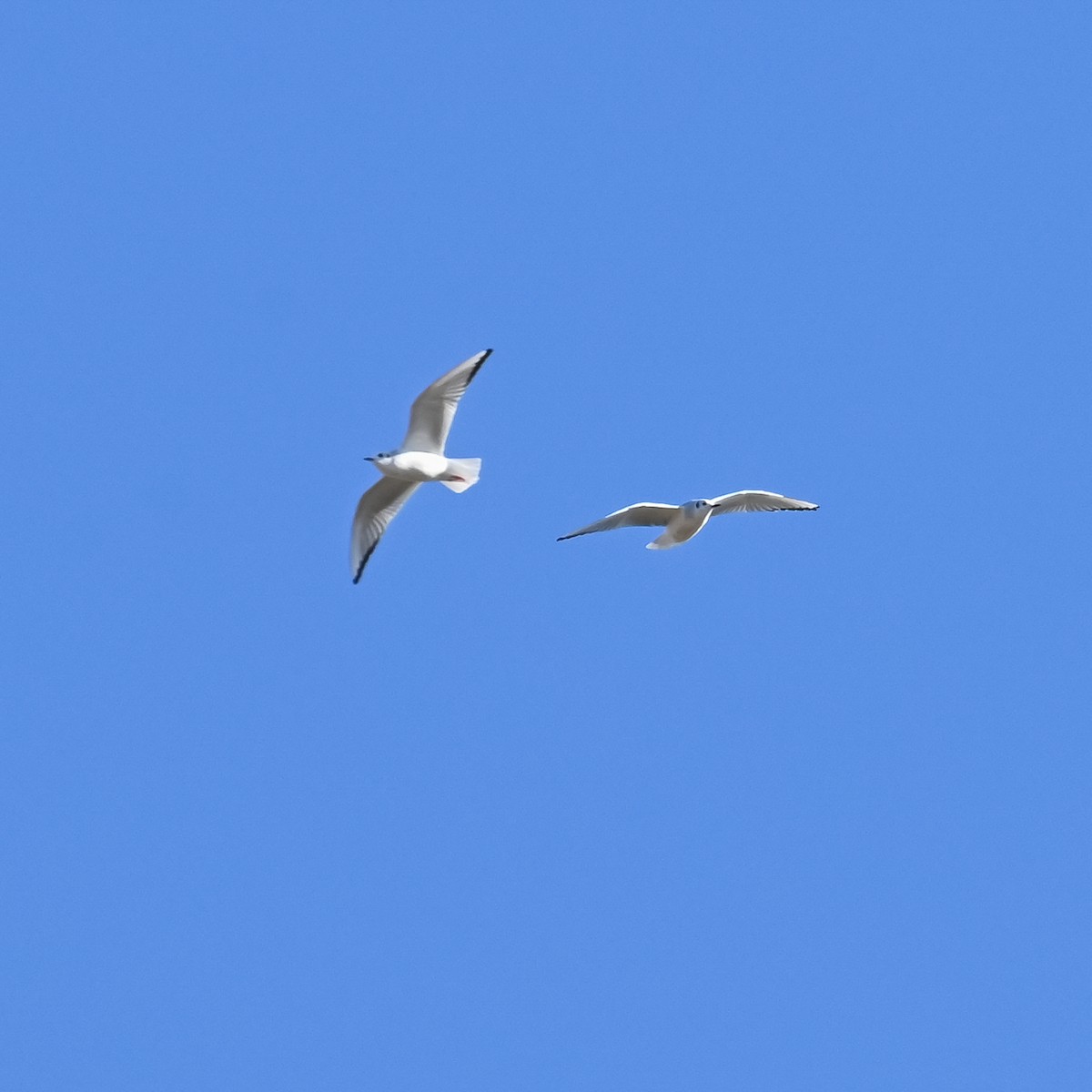 Bonaparte's Gull - ML612428559