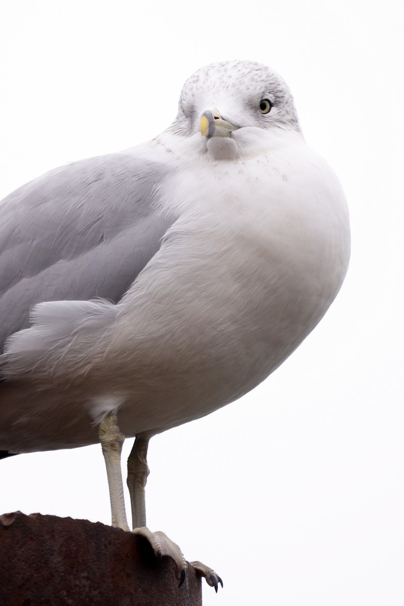 Ring-billed Gull - ML612428698