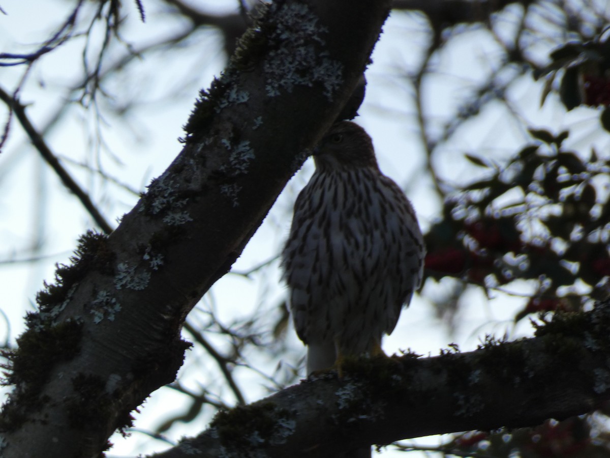Accipitridae sp. (hawk sp.) - ML612428703