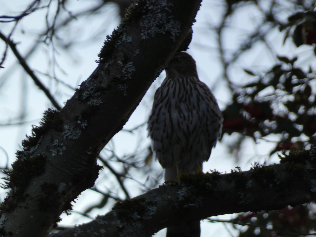 Accipitridae sp. (hawk sp.) - ML612428704
