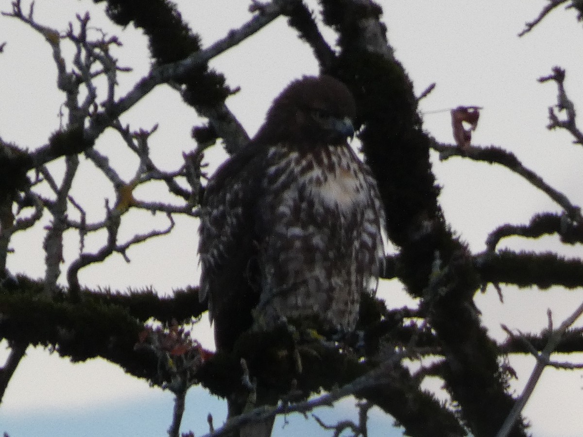 Accipitridae sp. (hawk sp.) - ML612428707
