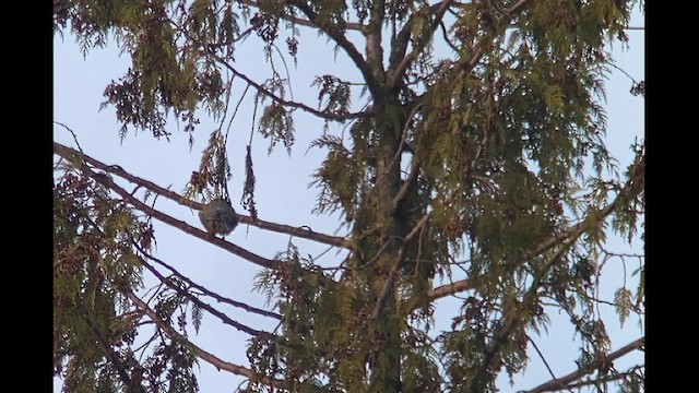 Pinyon Jay - ML612428748