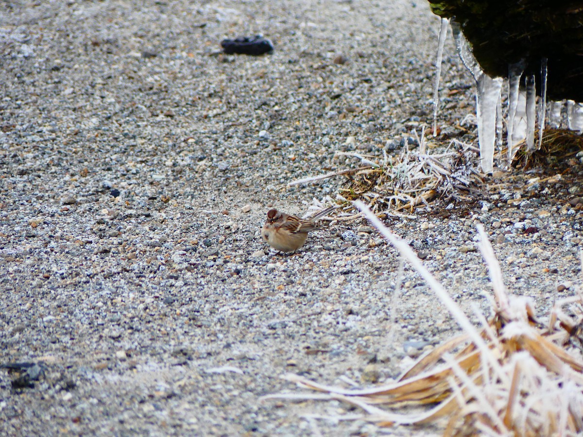 American Tree Sparrow - Gus van Vliet