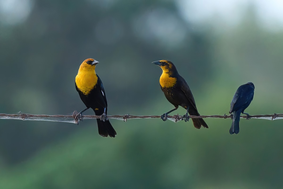 Yellow-headed Blackbird - ML612428916