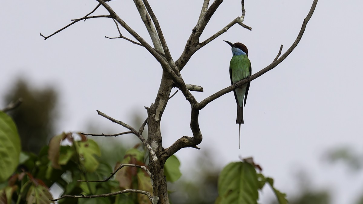 Blue-throated Bee-eater - Robert Tizard