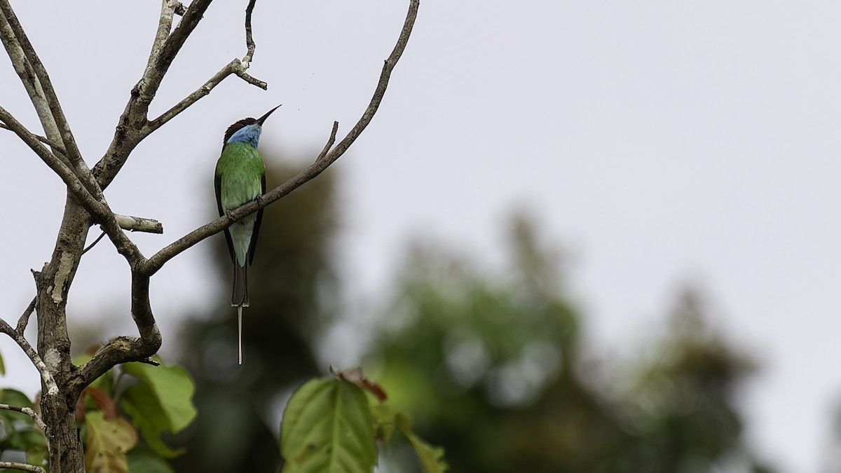 Blue-throated Bee-eater - Robert Tizard