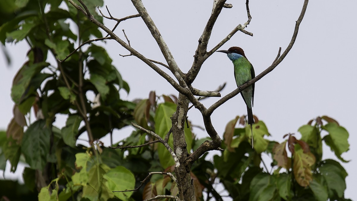 Blue-throated Bee-eater - Robert Tizard