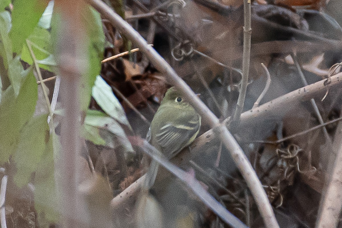 Western Flycatcher (Pacific-slope) - ML612429117