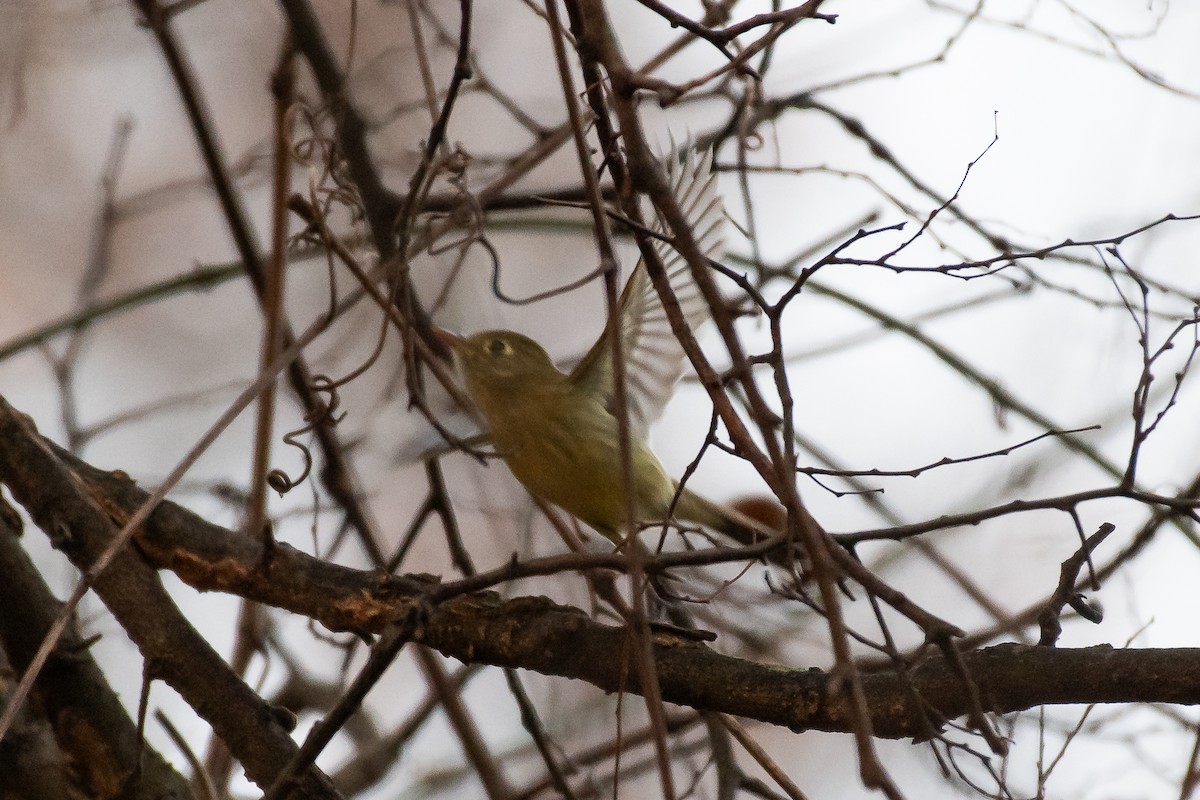 Western Flycatcher (Pacific-slope) - ML612429118