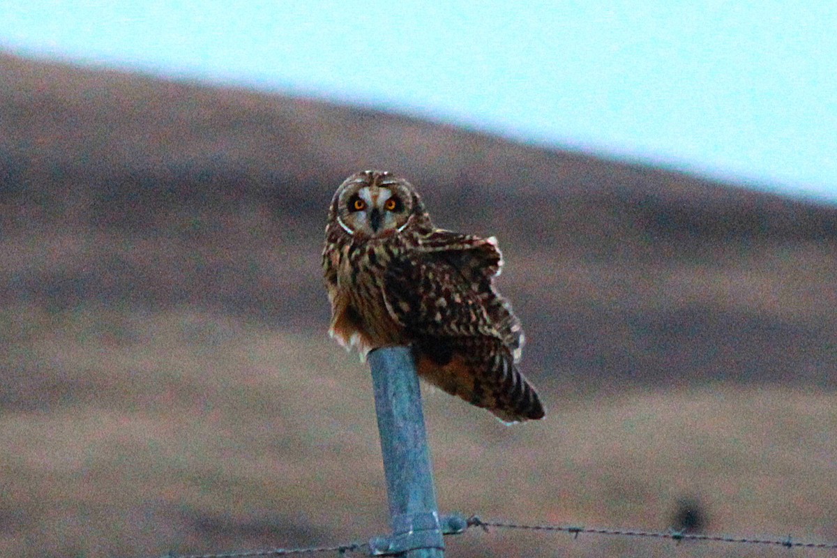 Short-eared Owl - Russ Sulich