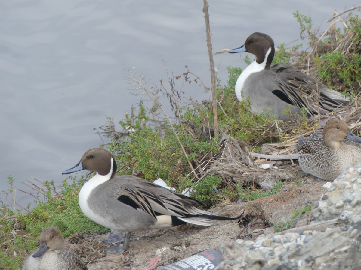 Northern Pintail - Walter Piper