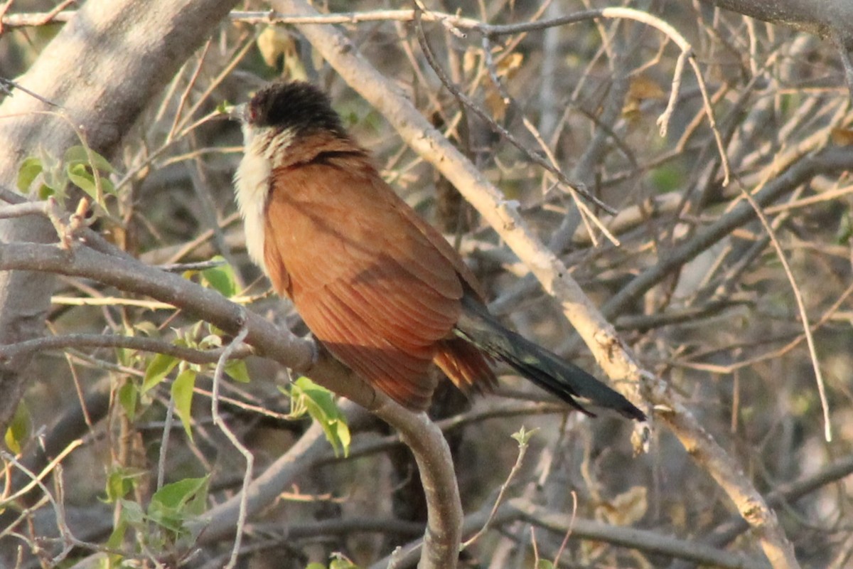 Senegal Coucal - ML612429158