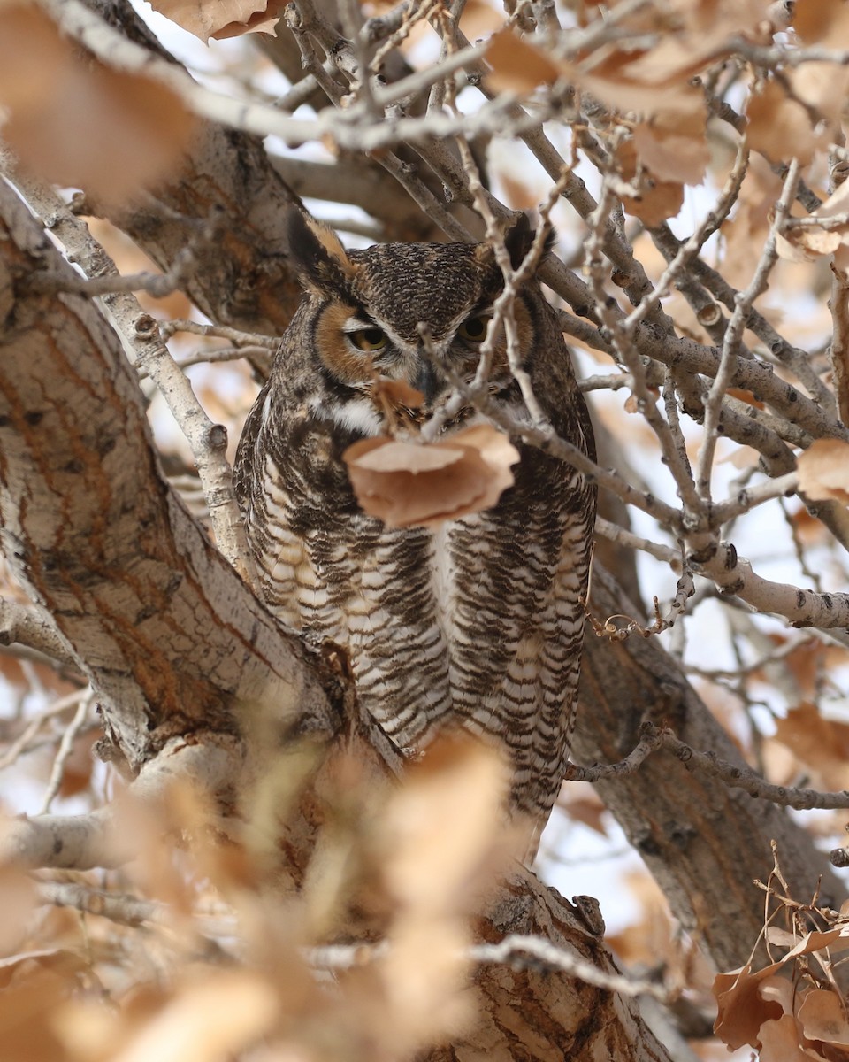 Great Horned Owl - ML612429248